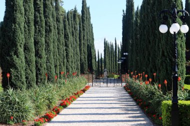 İsrail 'de bir şehir parkındaki selvi ağaçları.