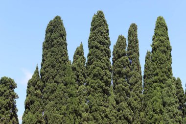 İsrail 'de bir şehir parkındaki selvi ağaçları.