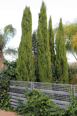 İsrail 'de bir şehir parkındaki selvi ağaçları.