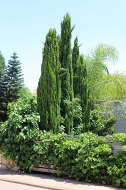 İsrail 'de bir şehir parkındaki selvi ağaçları.