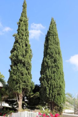 İsrail 'de bir şehir parkındaki selvi ağaçları.