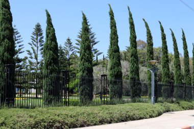 İsrail 'de bir şehir parkındaki selvi ağaçları.