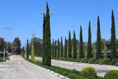 İsrail 'de bir şehir parkındaki selvi ağaçları.