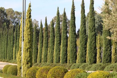 İsrail 'de bir şehir parkındaki selvi ağaçları.