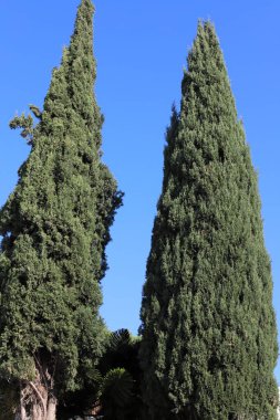 İsrail 'de bir şehir parkındaki selvi ağaçları.