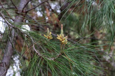 Şehir parkındaki uzun bir ağacın üzerindeki sedir konileri..