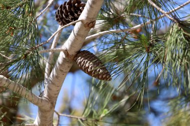 Şehir parkındaki uzun bir ağacın üzerindeki sedir konileri..