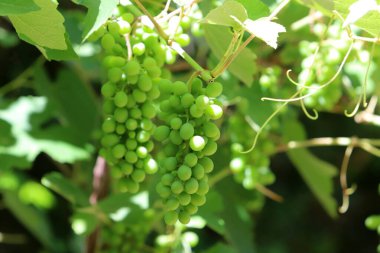 Şehir parkındaki dallarda olgunlaşmamış üzümler..