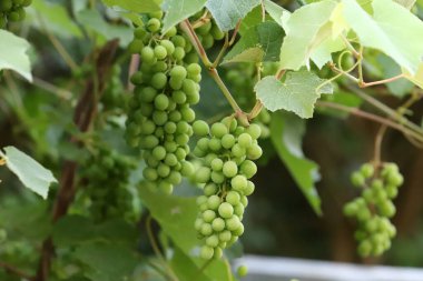 Şehir parkındaki dallarda olgunlaşmamış üzümler..