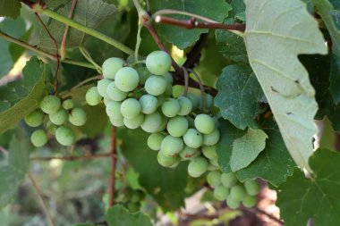 Şehir parkındaki dallarda olgunlaşmamış üzümler..