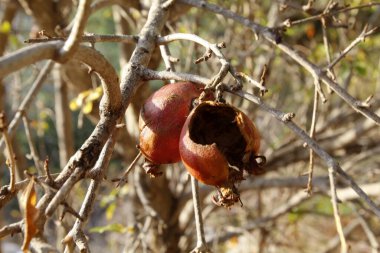 Yaşlı ve olgun narlar ağaç dallarında asılı..