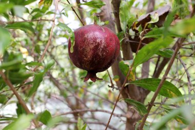 Yaşlı ve olgun narlar ağaç dallarında asılı..