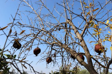 Yaşlı ve olgun narlar ağaç dallarında asılı..