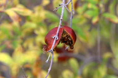 Yaşlı ve olgun narlar ağaç dallarında asılı..