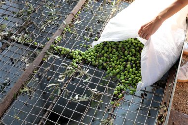 Şehir parkındaki ağaçlarda olgunlaşmış zeytinler..