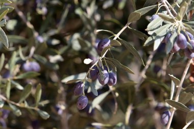 Şehir parkındaki ağaçlarda olgunlaşmış zeytinler..