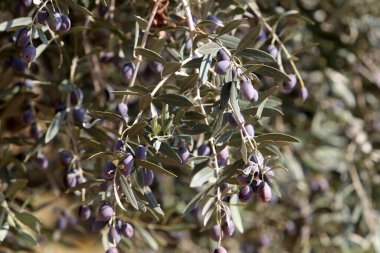 Şehir parkındaki ağaçlarda olgunlaşmış zeytinler..