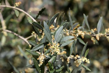 Şehir parkındaki ağaçlarda olgunlaşmış zeytinler..