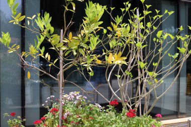 İsrail 'de bir şehir parkında yaz çiçekleri.