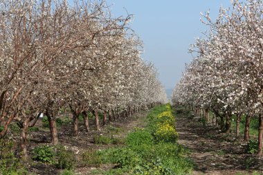 İsrail 'de bir şehir parkında yaz çiçekleri.