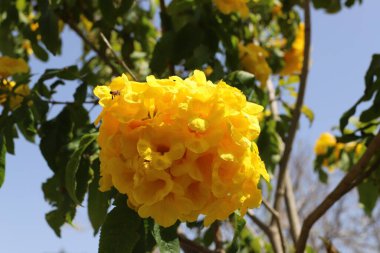 İsrail 'de bir şehir parkında yaz çiçekleri.