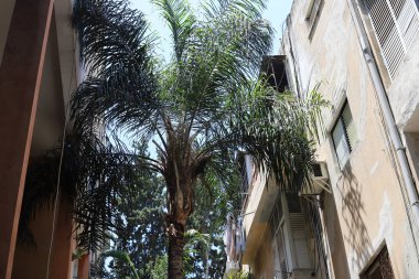 Şehirdeki bir caddede uzun bir ağacın tepesinden geçen bir bina..