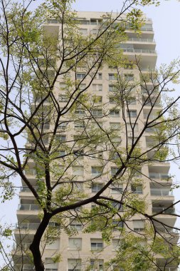 Şehirdeki bir caddede uzun bir ağacın tepesinden geçen bir bina..