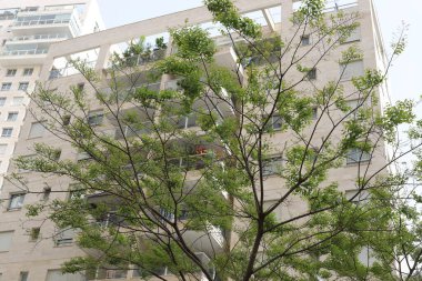 Şehirdeki bir caddede uzun bir ağacın tepesinden geçen bir bina..