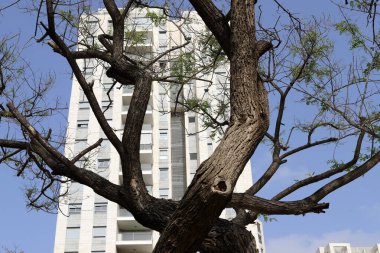Şehirdeki bir caddede uzun bir ağacın tepesinden geçen bir bina..