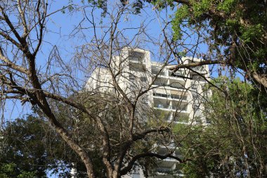 Şehirdeki bir caddede uzun bir ağacın tepesinden geçen bir bina..