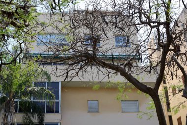 Şehirdeki bir caddede uzun bir ağacın tepesinden geçen bir bina..