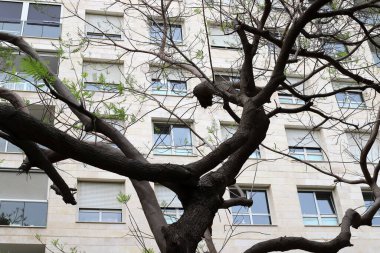 Şehirdeki bir caddede uzun bir ağacın tepesinden geçen bir bina..