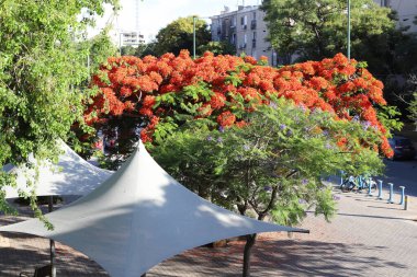 Şehirdeki bir caddede uzun bir ağacın tepesinden geçen bir bina..