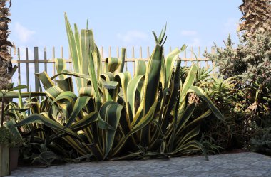 Şehir parkında büyük ve dikenli bir kaktüs yetişiyor.