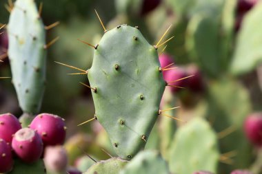 Şehir parkında büyük ve dikenli bir kaktüs yetişiyor.