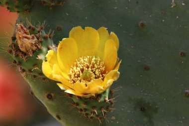 Şehir parkında büyük ve dikenli bir kaktüs yetişiyor.