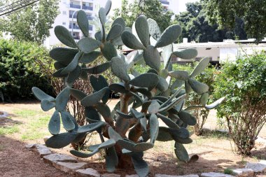Şehir parkında büyük ve dikenli bir kaktüs yetişiyor.
