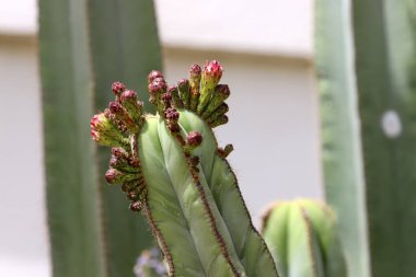 Şehir parkında büyük ve dikenli bir kaktüs yetişiyor.
