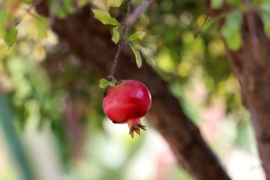 Bir şehir parkında olgunlaşmamış nar ağaçların yeşil yapraklarına karşı..