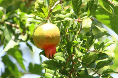 Bir şehir parkında olgunlaşmamış nar ağaçların yeşil yapraklarına karşı..