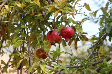 Bir şehir parkında olgunlaşmamış nar ağaçların yeşil yapraklarına karşı..