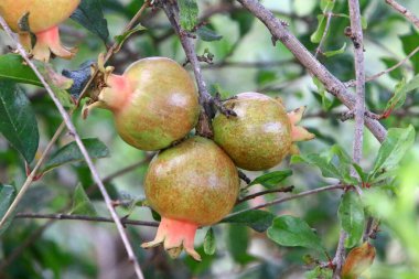 Bir şehir parkında olgunlaşmamış nar ağaçların yeşil yapraklarına karşı..