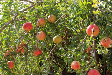 Bir şehir parkında olgunlaşmamış nar ağaçların yeşil yapraklarına karşı..