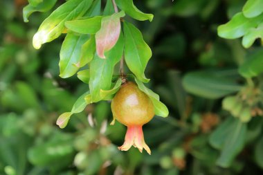Bir şehir parkında olgunlaşmamış nar ağaçların yeşil yapraklarına karşı..