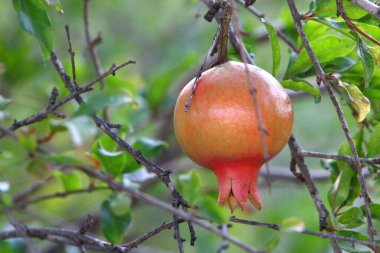 Bir şehir parkında olgunlaşmamış nar ağaçların yeşil yapraklarına karşı..