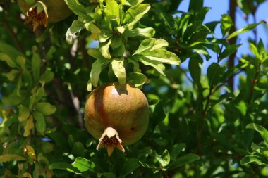 Bir şehir parkında olgunlaşmamış nar ağaçların yeşil yapraklarına karşı..