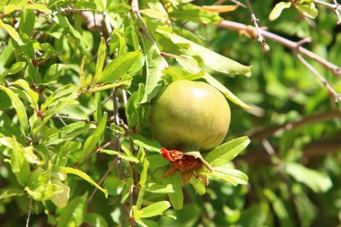 Bir şehir parkında olgunlaşmamış nar ağaçların yeşil yapraklarına karşı..