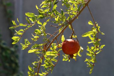 Bir şehir parkında olgunlaşmamış nar ağaçların yeşil yapraklarına karşı..