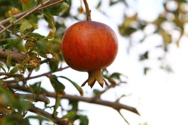 Bir şehir parkında olgunlaşmamış nar ağaçların yeşil yapraklarına karşı..