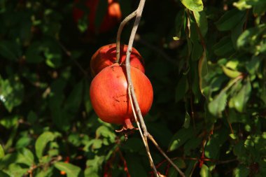 Bir şehir parkında olgunlaşmamış nar ağaçların yeşil yapraklarına karşı..